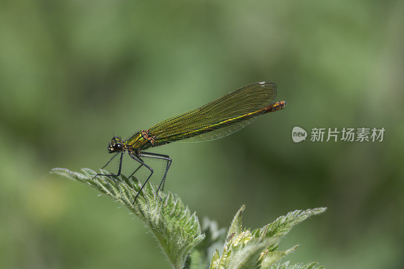 带条纹的Demoiselle (Calopteryx splendens)